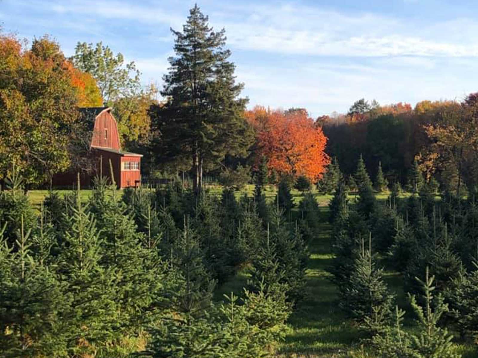 Steadman Christmas Tree Farm What To Do Visit Local Farms New